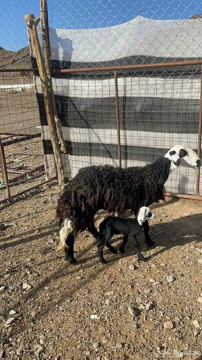 نعجه نجديه تحتها رخل(تم البيع) 5