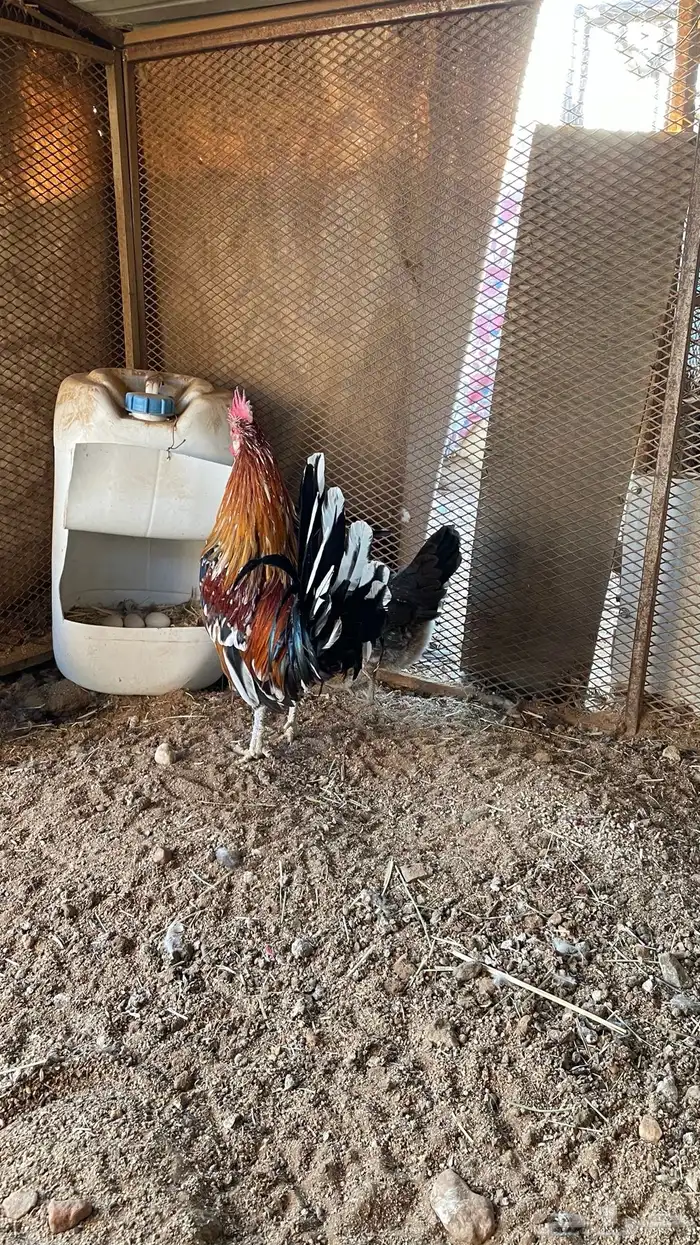 دجاج ماكنتوش دم صافي سلاله صافيه 8