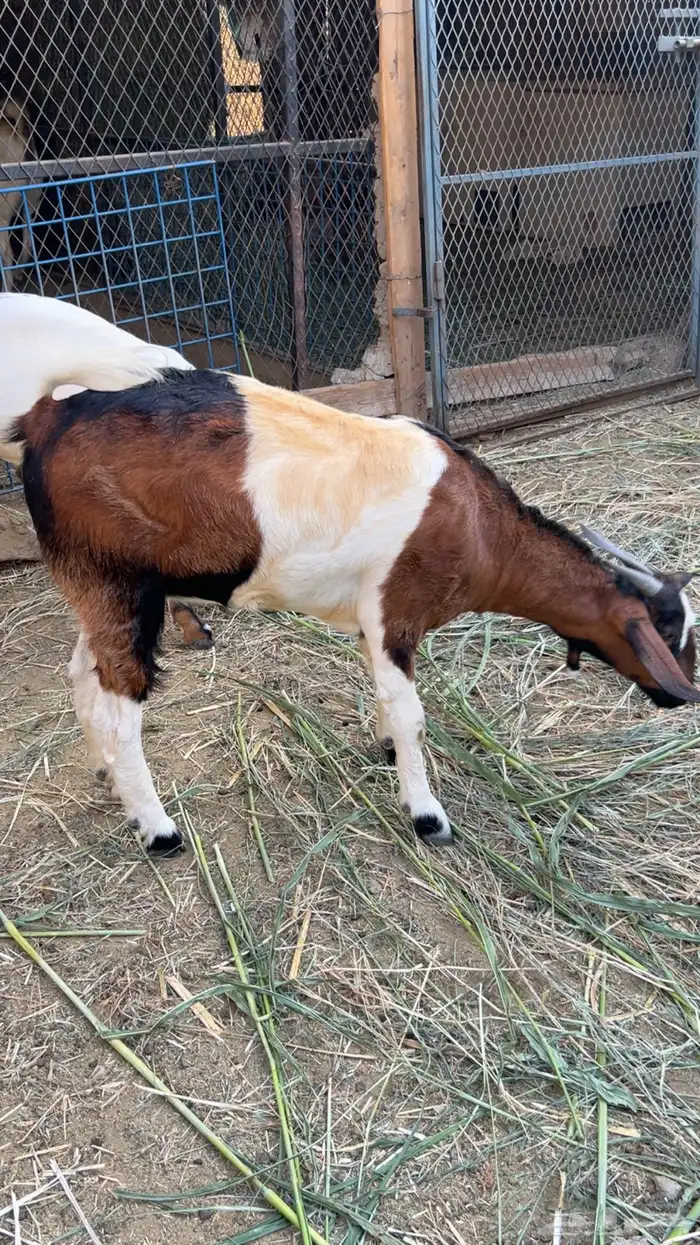 للبيع معزا بيشيات صنف 8