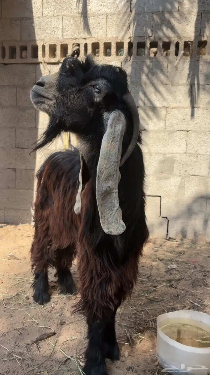 تيس عارضي ثني شرط القريع 0