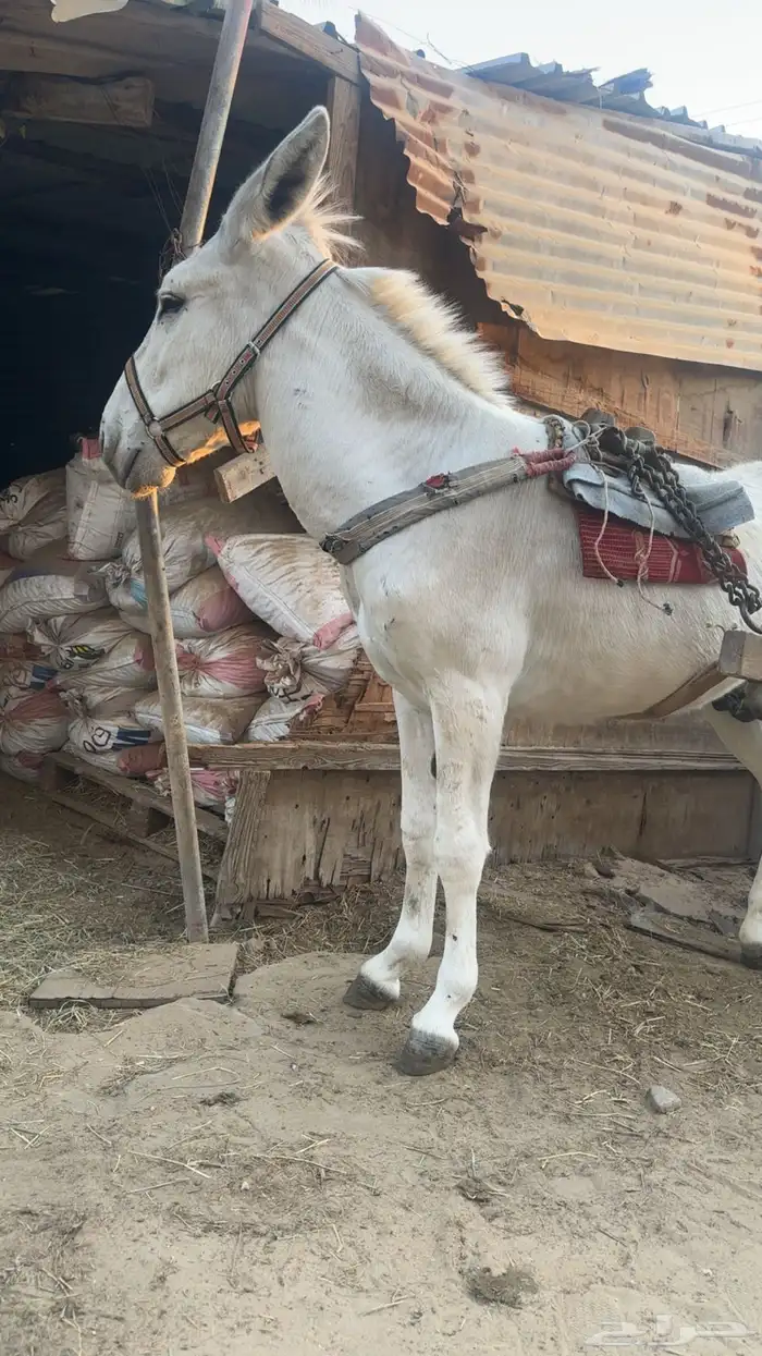 حمار حق البيع رفيع و هدي 0