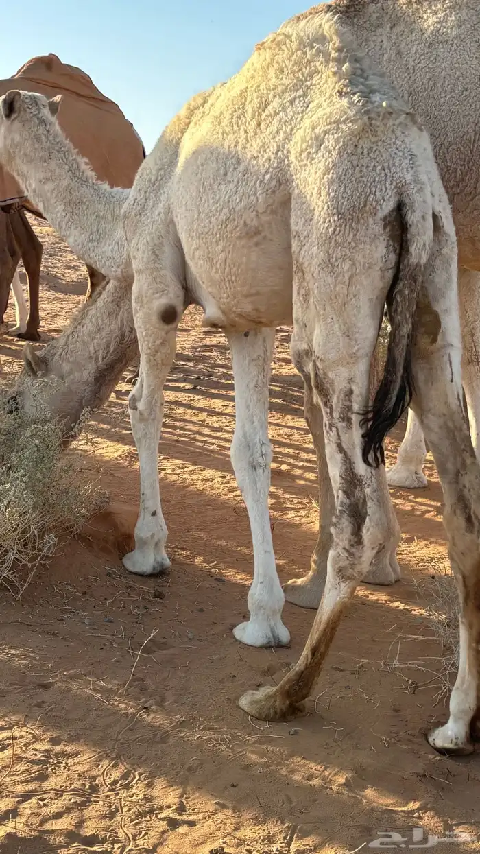 حاشي العمر 10 شهر 2