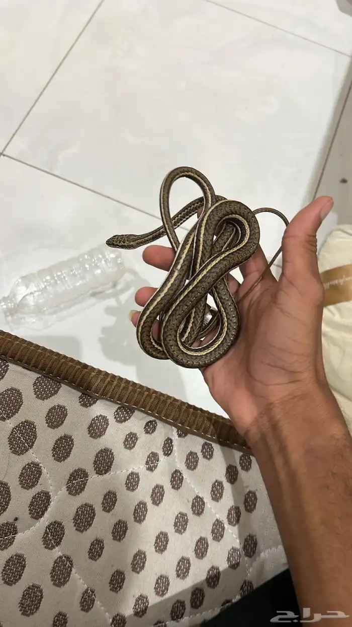 ثعبان ابو سيور الليف 0