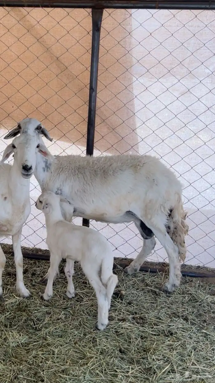 شاه جامع عليها طلي 2