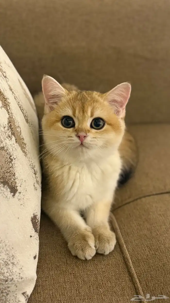 قط سكوتش عمرها خمس شهور للبيع تواصل خاص 2