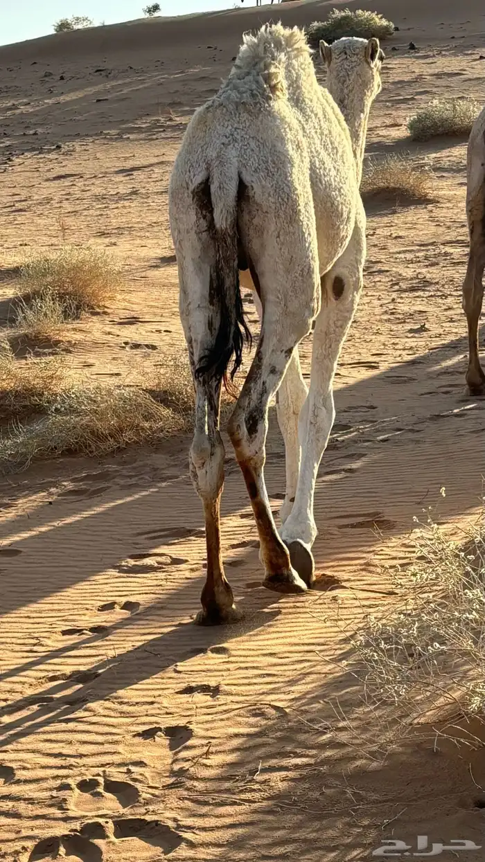 حاشي العمر 10 شهر 3