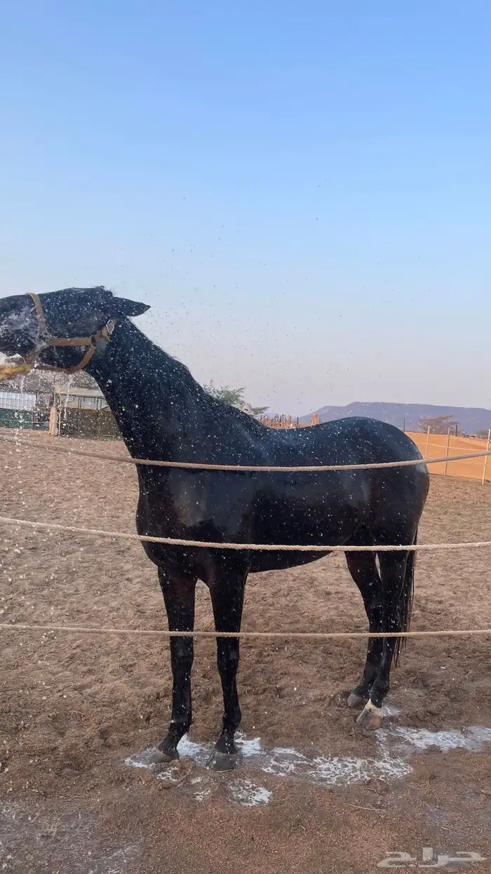 حصان انقليزي للبيع هادي 1
