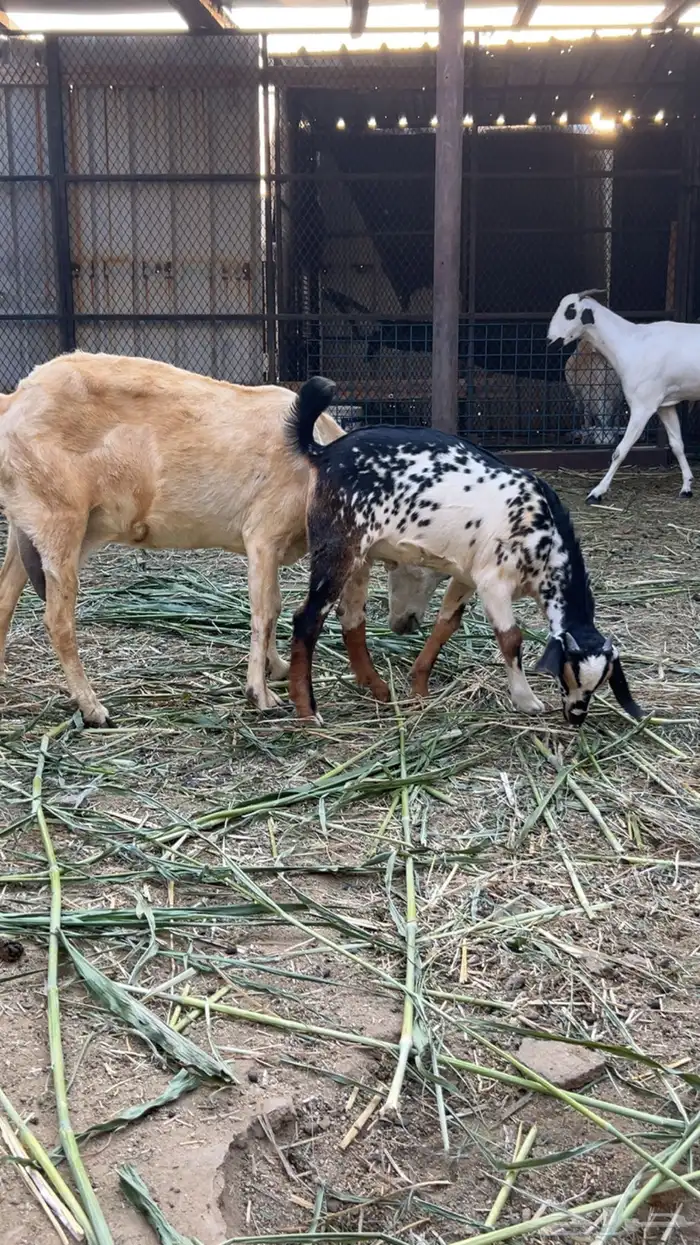 للبيع معزا بيشيات صنف 2