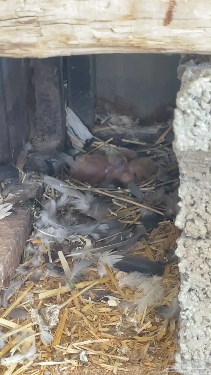 ماشاءالله تبارك الله للبيع قطايف معاريف 12