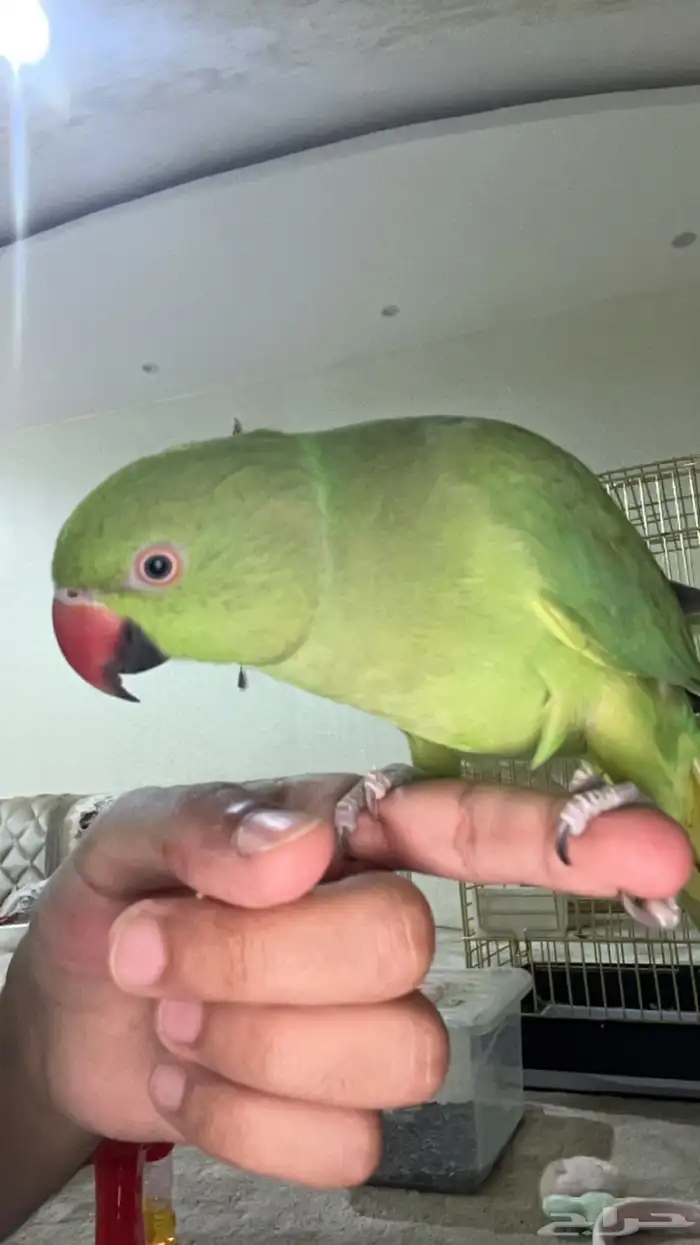 ببغاء دره متكلم 5