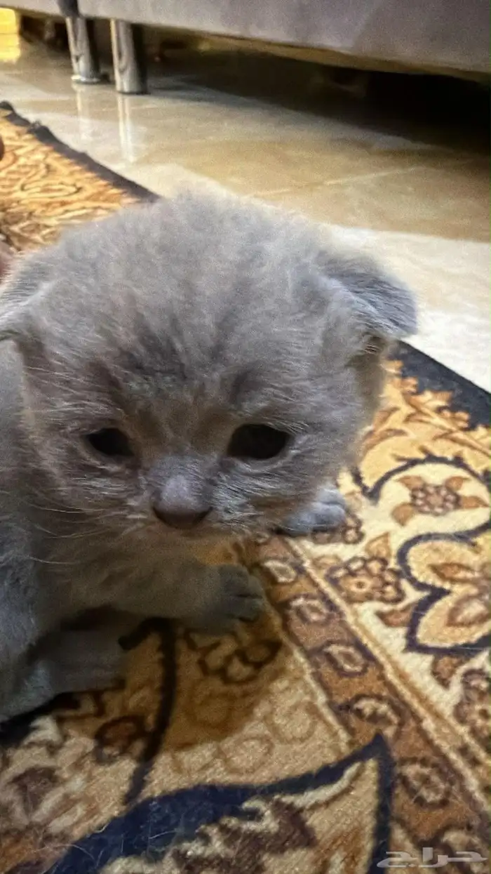 Scottish fold 3
