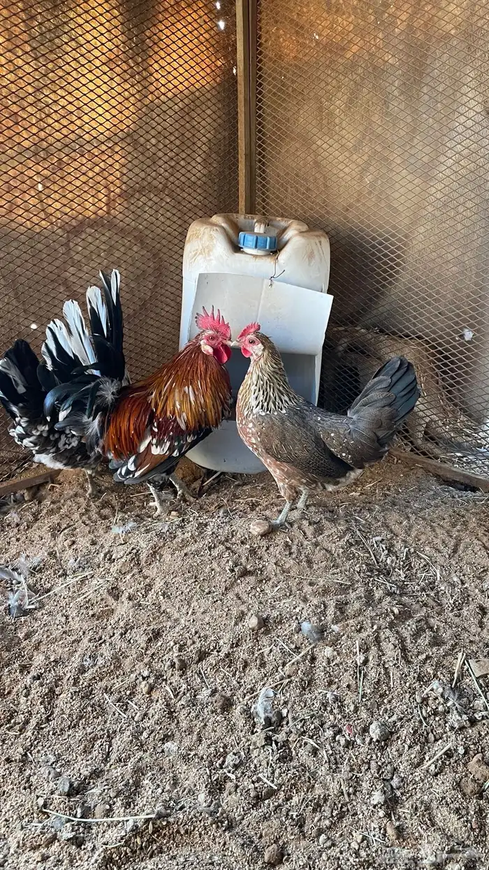 دجاج ماكنتوش دم صافي سلاله صافيه 4