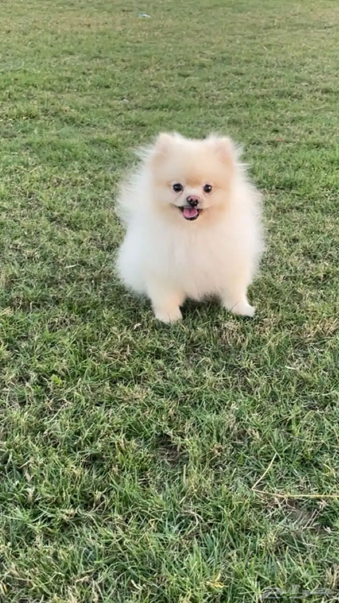 ذكر بومرينيان تي كب 2