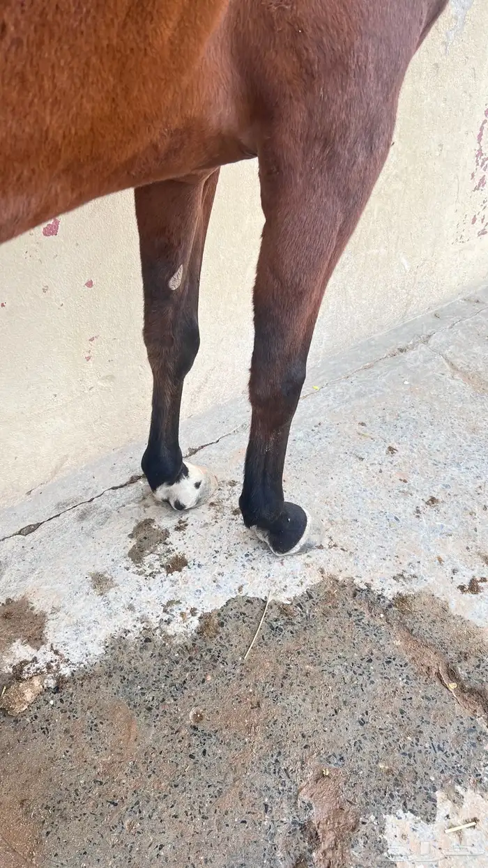 فرس تحتها مهره 4