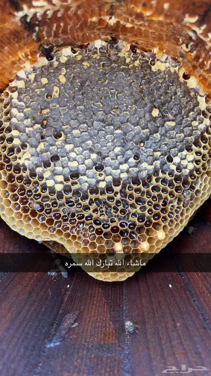عسل سمره اصلي للبيع 3