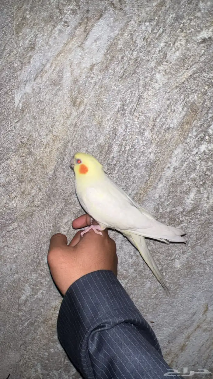 فرخ كروان ( كوكتيل ) 0