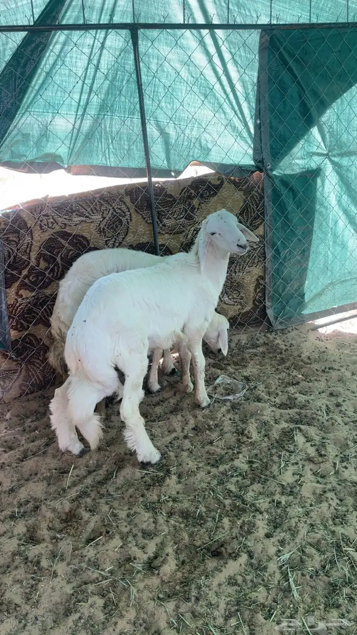 خروفين بلديه كفو ظهور واطراف 3