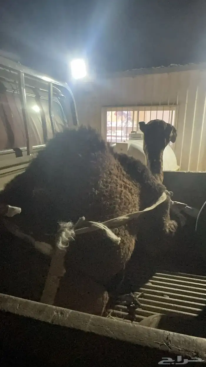 حاشي للبيع. العمر 8 شهور 0