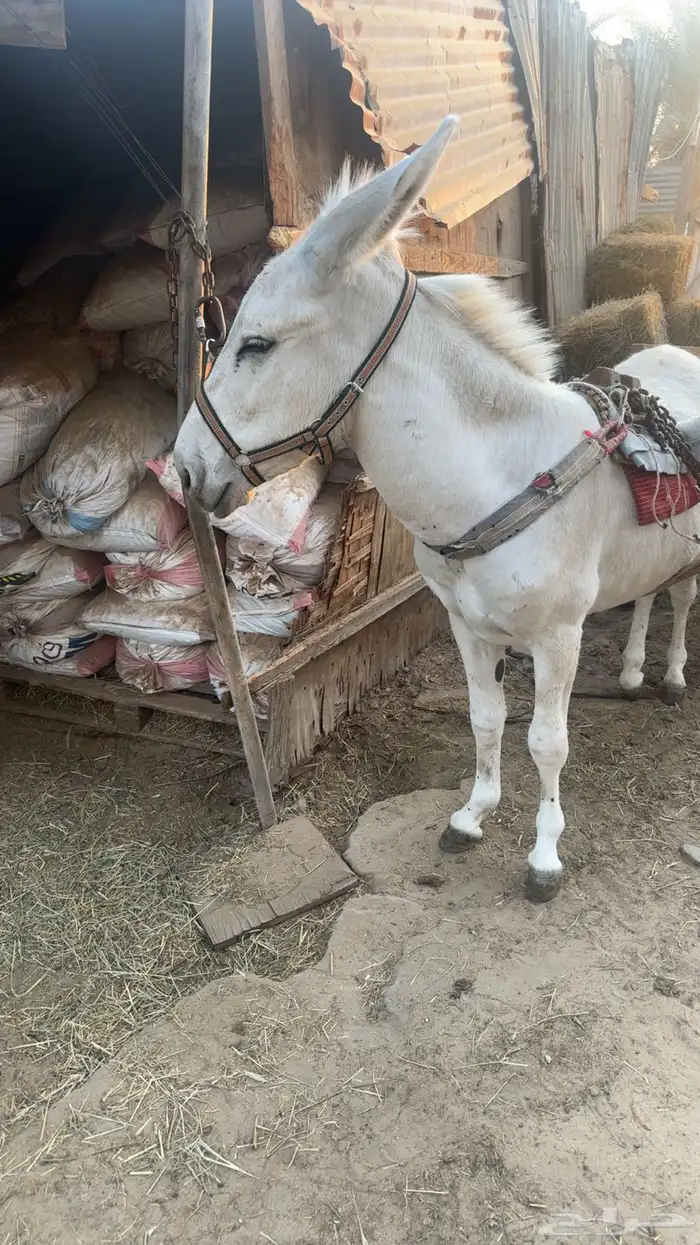 حمار حق البيع رفيع و هدي 2