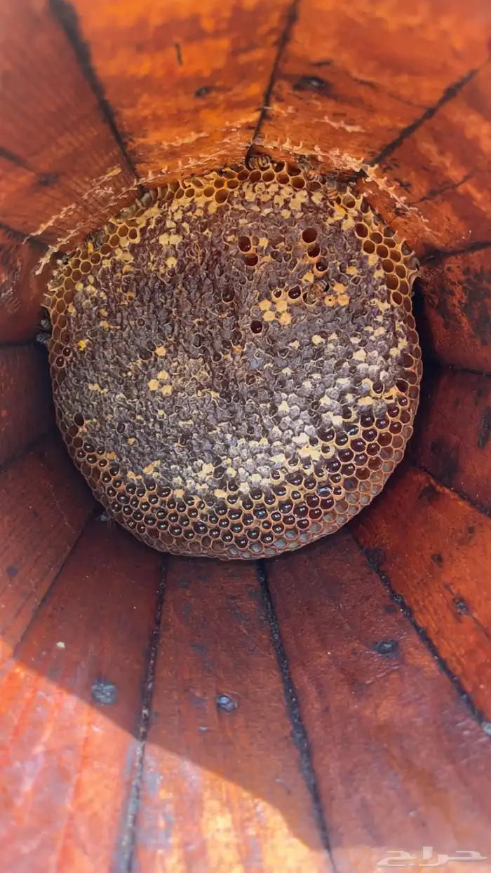 عسل سمره اصلي للبيع 2