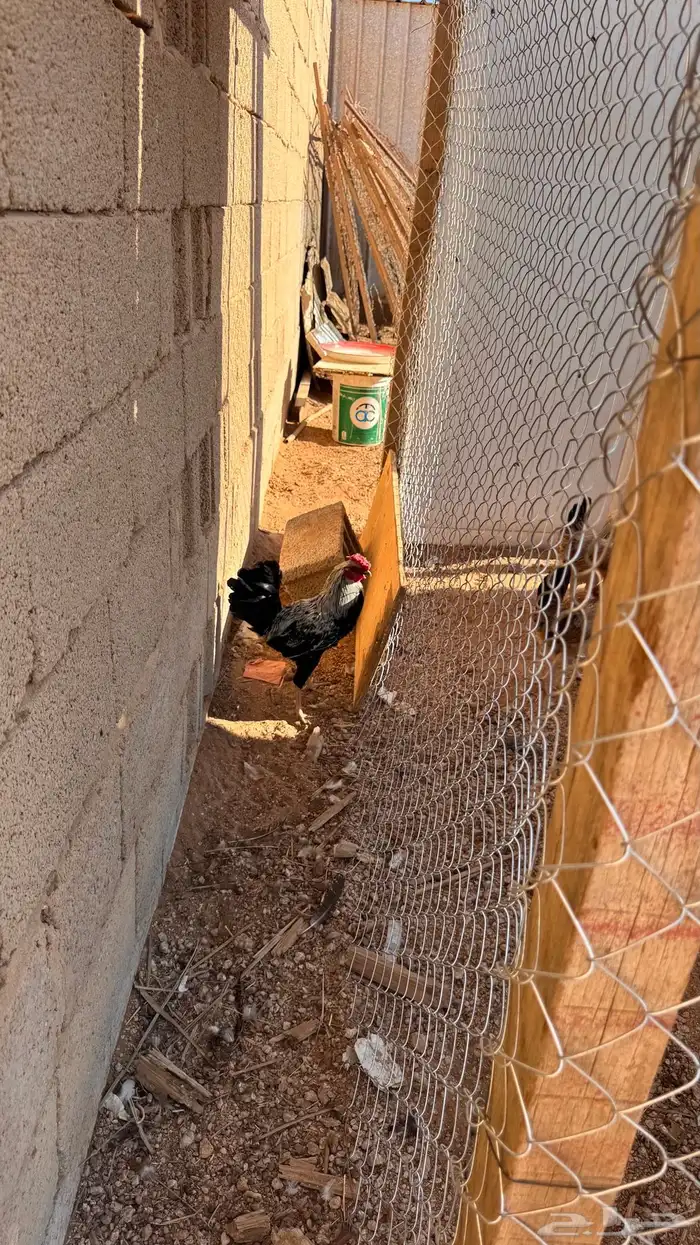 ديكه لوهمان وبلدي 2