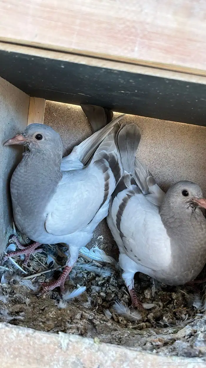 مطلوب حمام فرنسي سلفر او ابيض 0