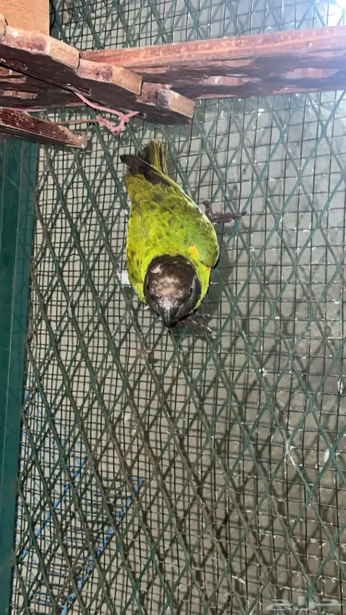 سنقالي ذكر كان اليف وهملته فتره 1