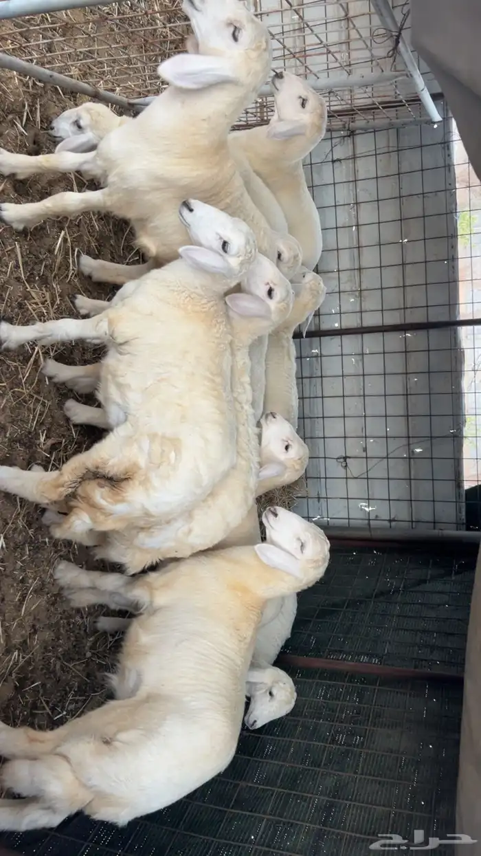 طليان حريه 1