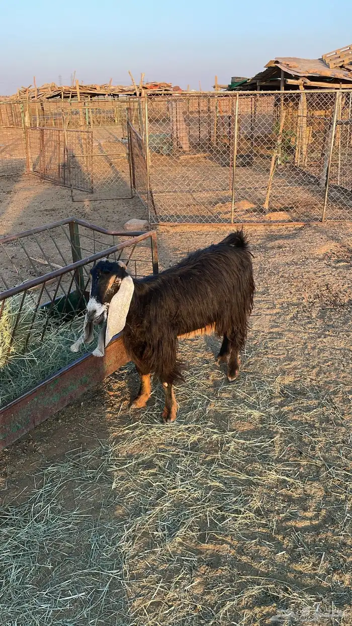 عنز مضرع الشهر الاول صخلين 1