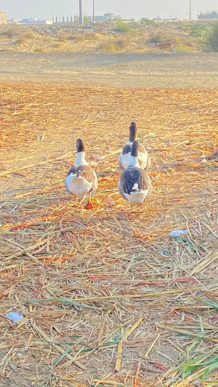 وز للبيع ذكر وثنتين اناث 3