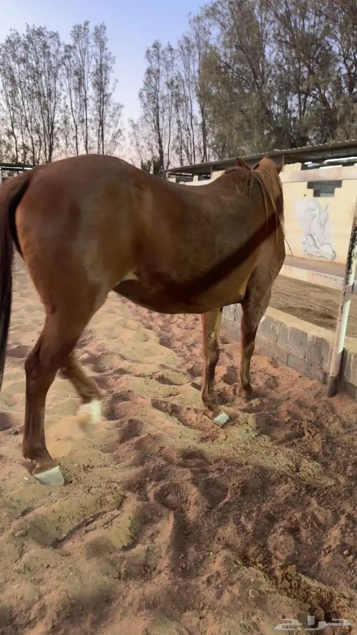 فرس واهو فرنسي 3