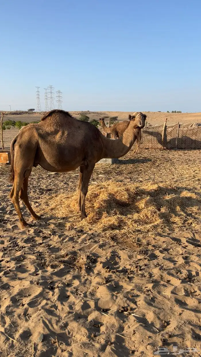 نياق ملاقي للبيع 2