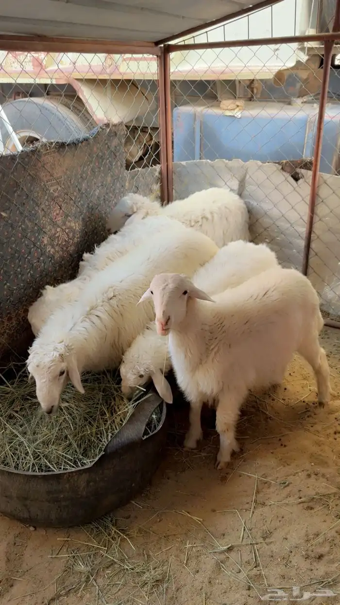 طليان فاخره 1