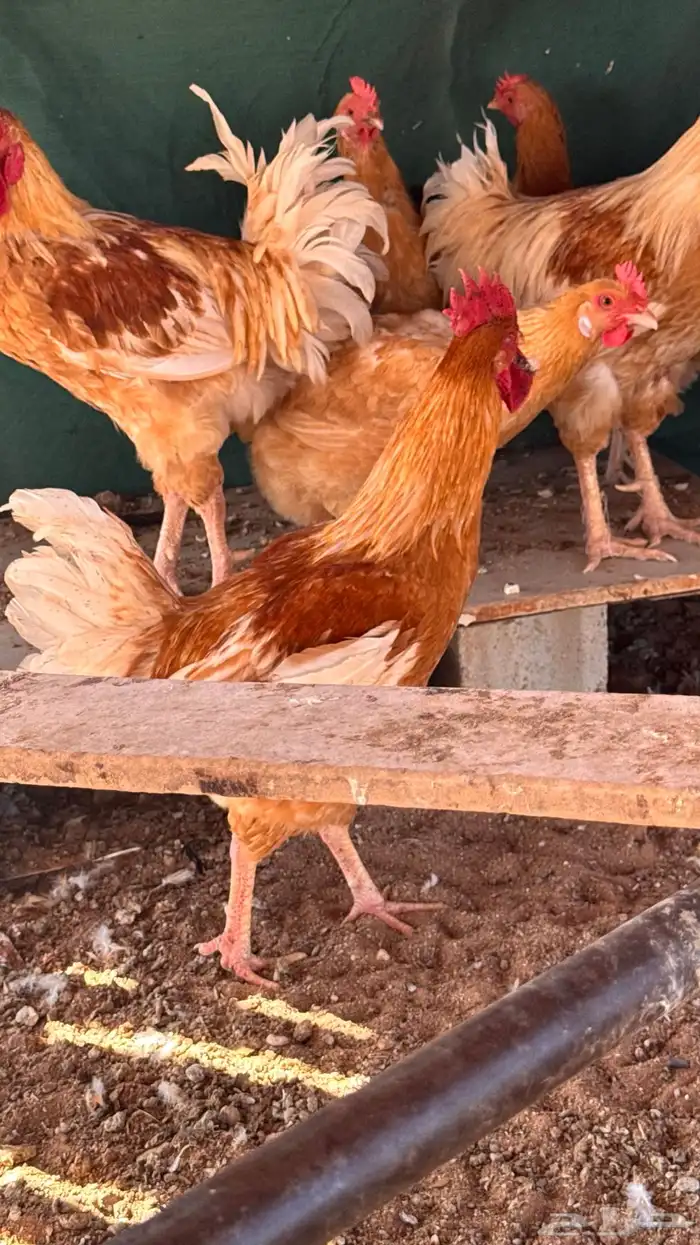 ديكه لوهمان وبلدي 4