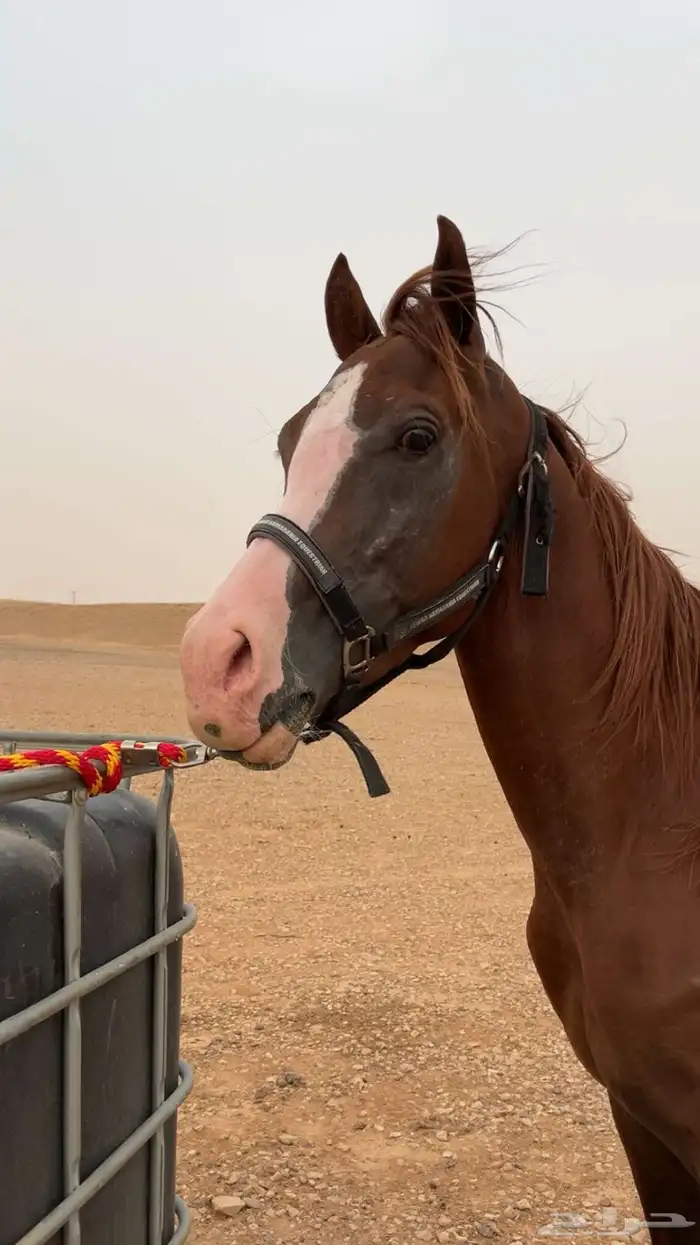 حصان عربي صقلاوي حمداني 5