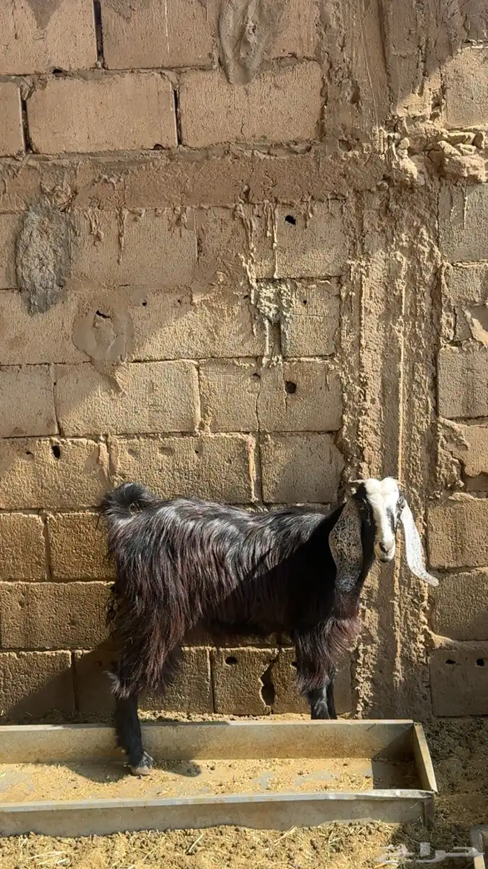 تيوس وجفار 2