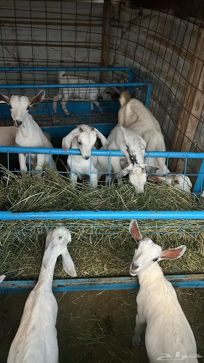 ماعز بيشيات على الشرط 3