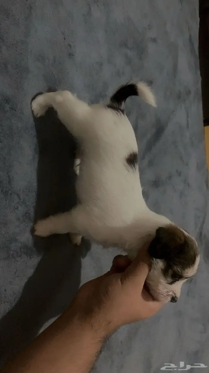 جرو مالتيز مكس41 يوم 2