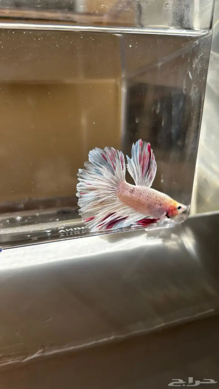 سمك فايتر الوان جميله و أشاكل رائعه مشاء الله 9