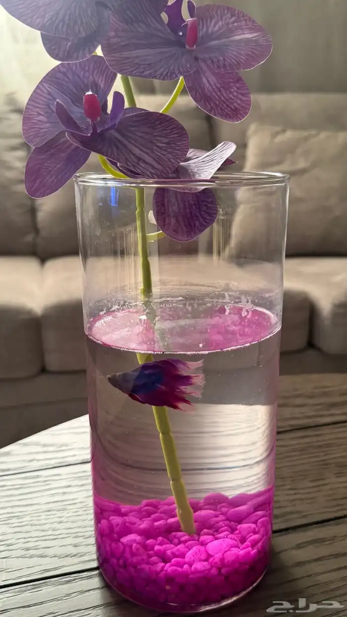 سمكة فايتر 0