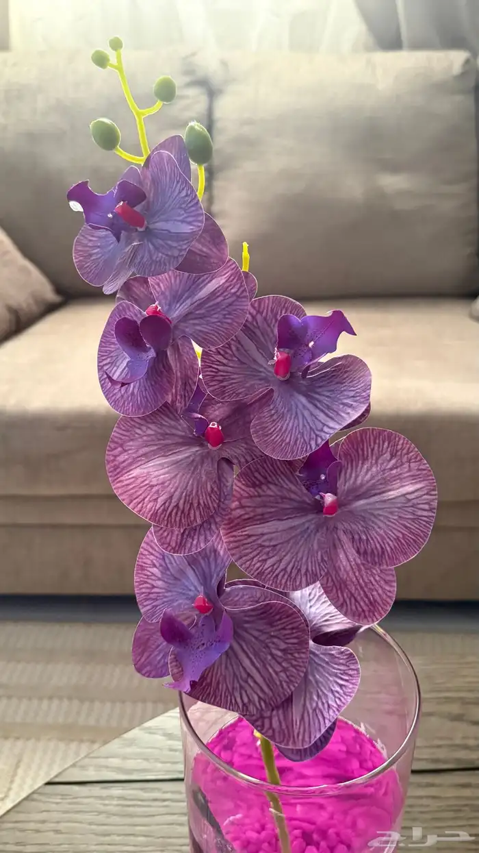 سمكة فايتر 1