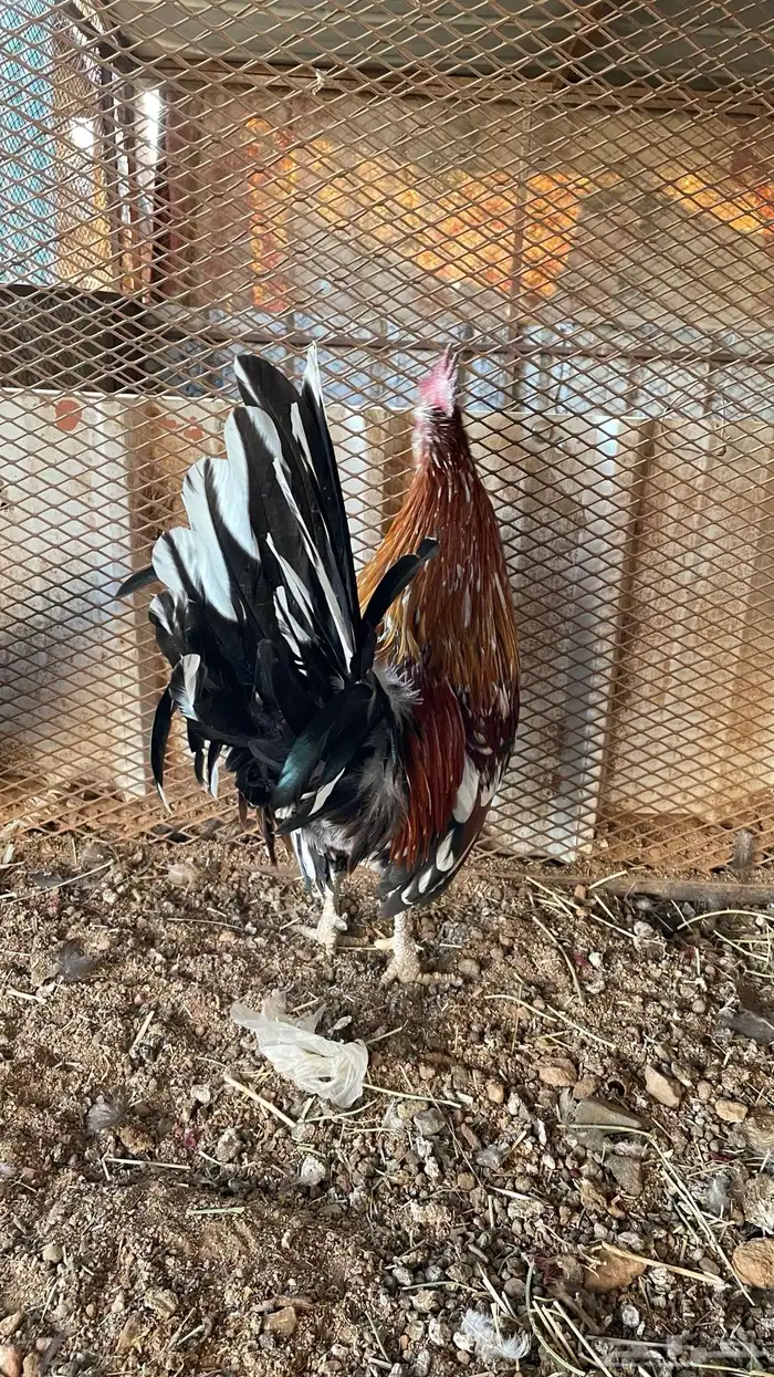 دجاج ماكنتوش دم صافي سلاله صافيه 3