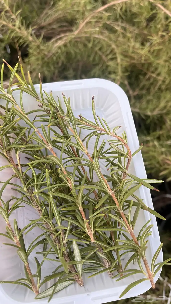 اكليل الجبل 6