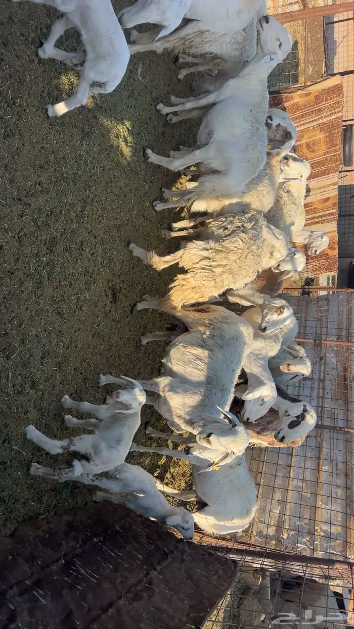 نعاج ولد ودفع 1