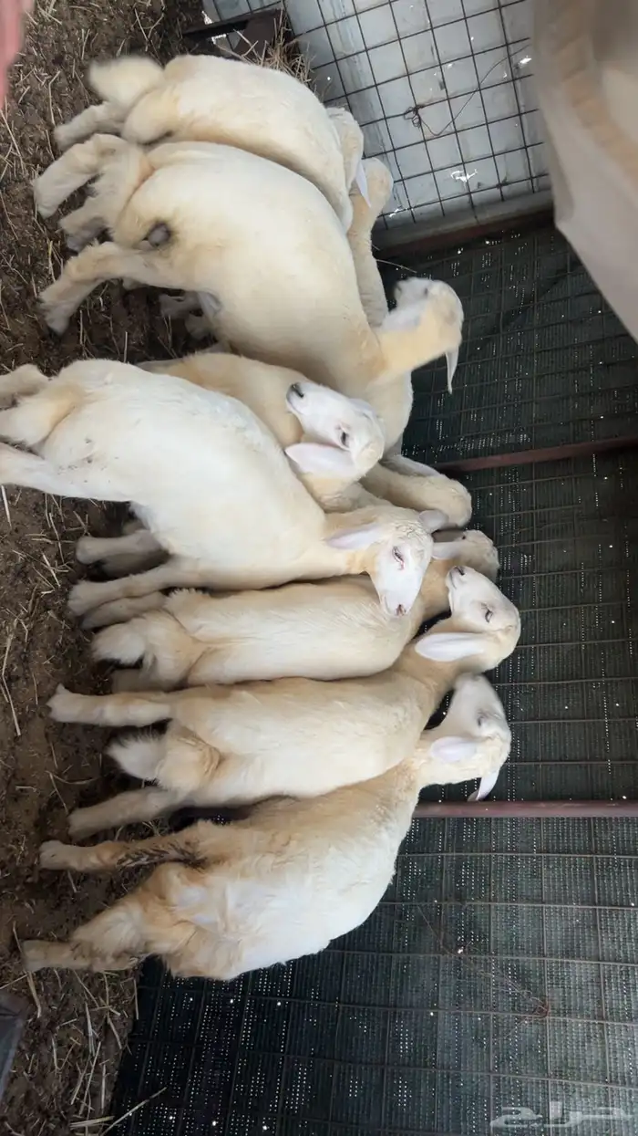 طليان حريه 2