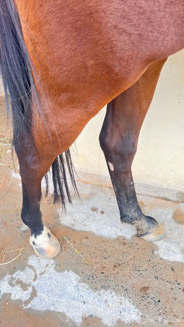 فرس تحتها مهره 5