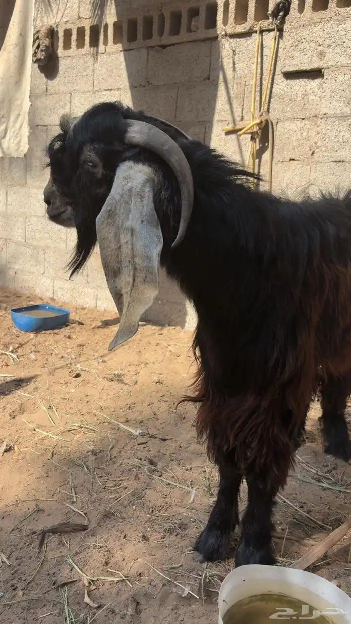 تيس عارضي ثني شرط القريع 3