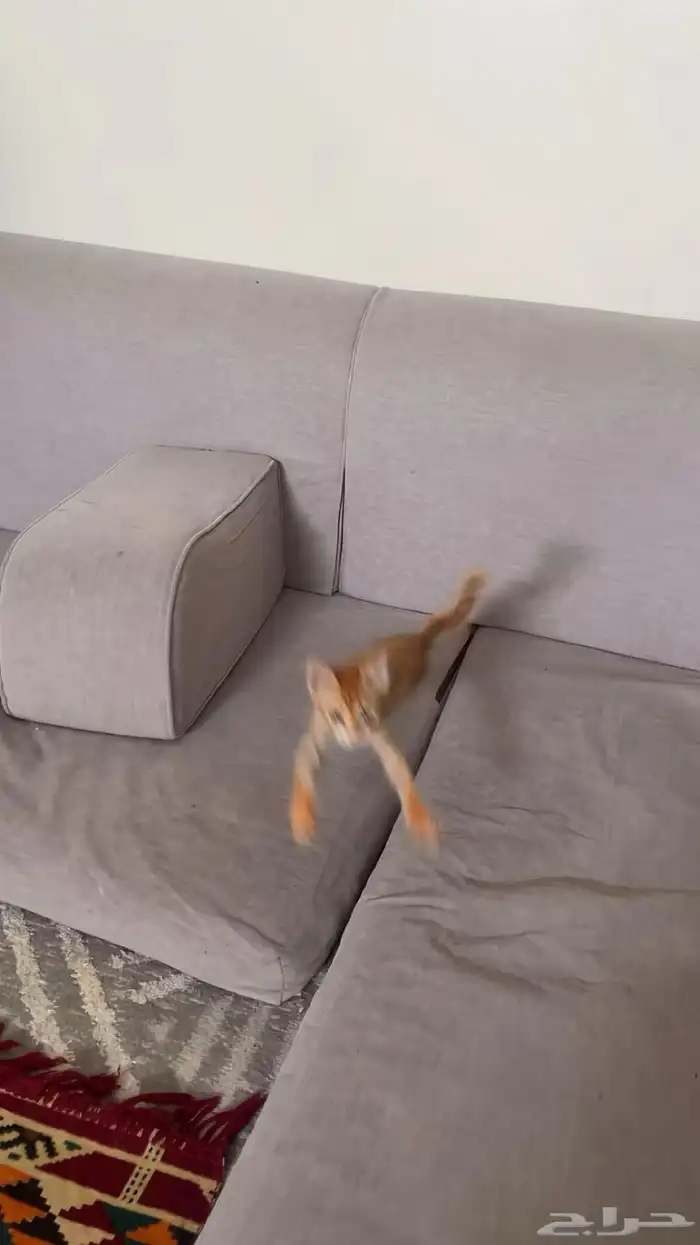 مطلوب استيديو حي المربع او الملز او الوشام او الوزارات 0