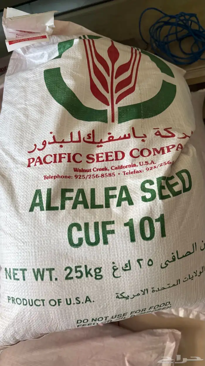 بذور امريكي باسفيك 1