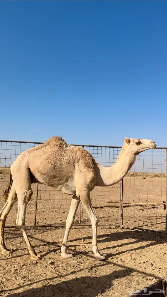 قعود سلاله طيبه 0